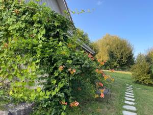 Maisons d'hotes TULIPES Et CETERA : photos des chambres