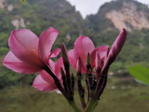 Magnificent Mountain & Lake Views Suite Cycas