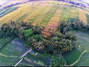 Treehouse dream villa Canggu