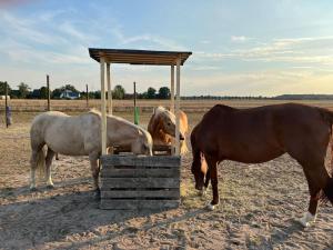 Auszeit auf der Seelenfarm