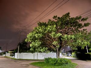 喧嚣都市绿荫花丛中的PanaLee别墅