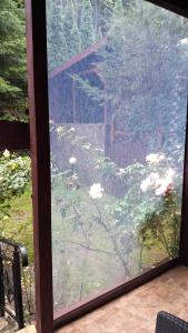 George Apartament Central cu gradina proprie