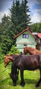 Cabana Lucas - 彼得罗沙尼