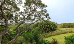 Palm Beach House- Up in the trees