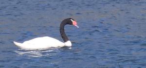 Twin Brothers Pichidangui 1