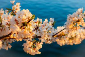 English Basement in Renovated 110 Year Old Row Home