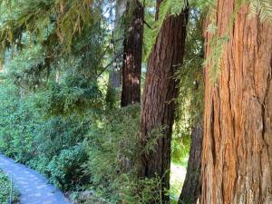 Redwood Garden