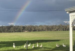 DONN4254S - Wilga Farm Stay - Shearers Shack Single