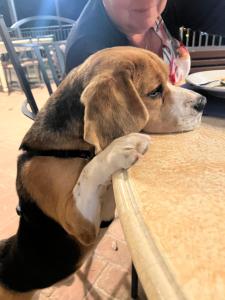 SetterHouseAgriHotel