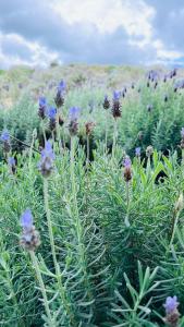 Chalé Girassol - Vila Monte Cunha