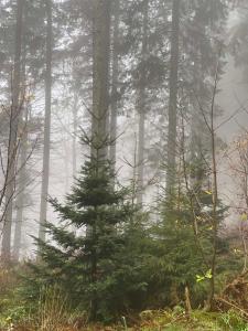 Bergwelt Kandel Hotel & Eventlocation