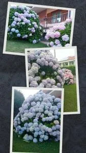 B&B L'Ortensia - Vignolo