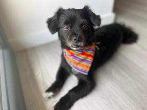 Aldea 2BR Ocean View and Kamado BBQ for 6