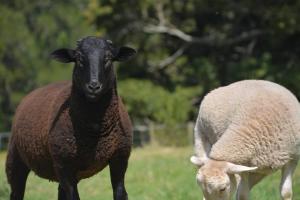 Charlie & Roys Farm Berry