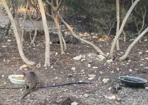 Kangaroo Island Supashak