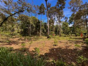 Batu Ridi Jungle