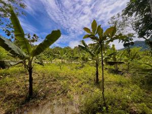 Batu Ridi Jungle