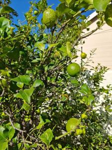 Blessed House LuxuryNature in Sandton Apartment Home