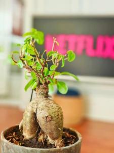 Blessed House LuxuryNature in Sandton Apartment Home