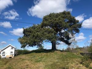 Stor enebolig med flott hage og sommerstue