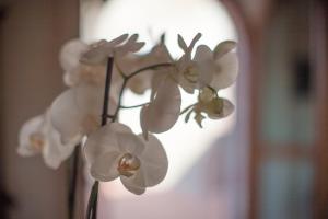 Borgo SantAmbrogio - Resort