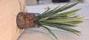 Apto Puerto Ventura - By EasyHost