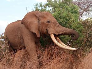 Tausa Tsavo Eco Lodge