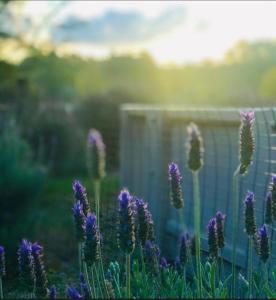 El Estanque de Tandil
