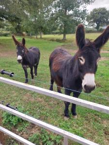 B&B / Chambres d'hotes Au granit bleu : photos des chambres