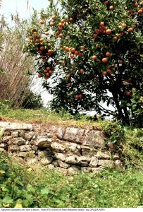 Antico agrumeto a mare