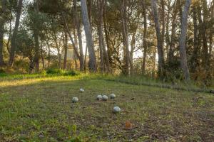 Appartements Le gite sous les pins : photos des chambres