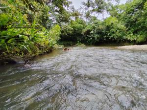 Hospedaje refugio en el Bosque