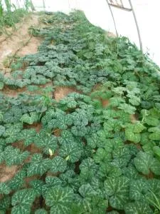 Sagda - El-Manshîya