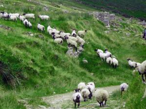 Achill Island Holiday home by the Sea - Idyllic views, Sleeps 6, Full kitchen, Fireplace and Wifi throughout