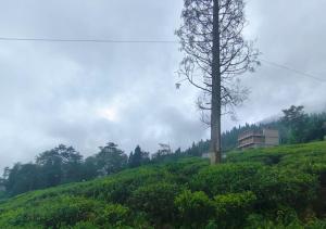 Surya Homestay - Rural Tea Garden Homestay