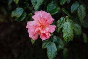 St Helens shack with pool and water views