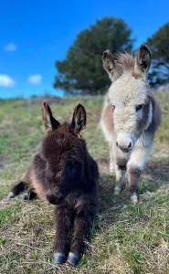Mælstrøm End Eco Farmstay - Pakawau