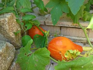 Maisons de vacances G1 les oliviers : photos des chambres