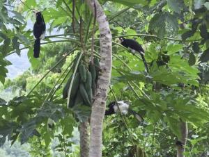 บ้านอิงเมยแคมป์ แก่งกระจาน