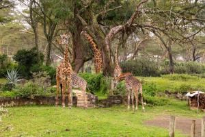 Rose Cottage Romantic Cottage in Wildlife