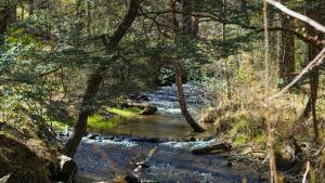 Las Amapolas Cabaña