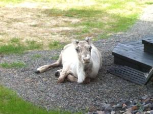 Grooppi, Live in style in the middle of Lapland Ylläs, Äkäslompolo