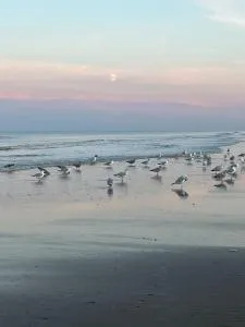 Golden Sands Mablethorpe 8 Birth Caravan - Theddlethorpe Saint Helen