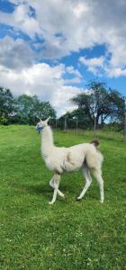 Holiday Home Neokrnjena Narava 