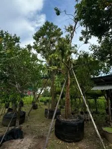 The wishes สมหวัง รีสอร์ท - Khun Han