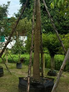 The wishes สมหวัง รีสอร์ท