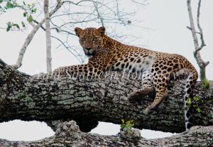 Yala Southern Homestay