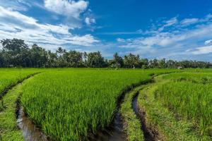 Family Villa Ubud, 2 bedrooms, Shared Pool, Garden, Rice Field & Jungle Views