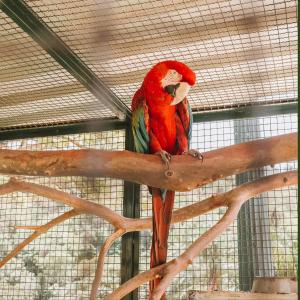 Terras Verdes Hospedagem - Ipê Rosa