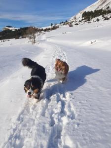Les Chalets de Celine : photos des chambres